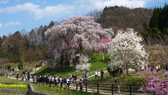 又兵衛桜