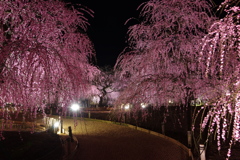 鈴鹿の森庭園