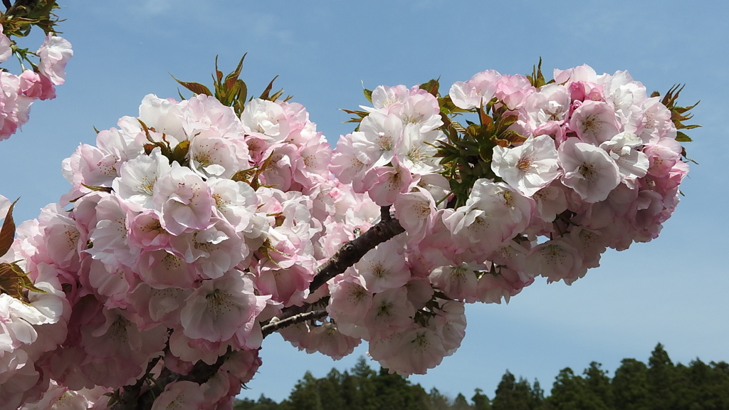 横輪桜