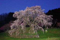 又兵衛桜