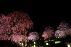 鈴鹿の森庭園　しだれ梅のライトアップ