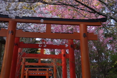 京都平野神社の桜