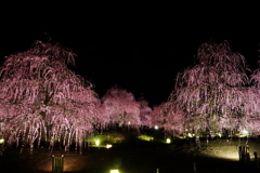 鈴鹿の森庭園　ライトアップ