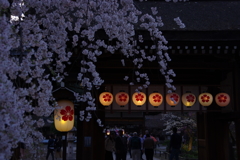 京都平野神社の桜