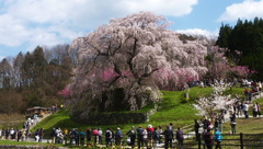 又兵衛桜