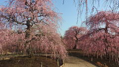 鈴鹿の森庭園