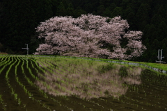 諸木野桜