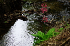 ちくさ湿原のクリンソウ