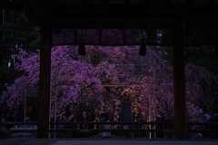 京都平野神社の桜