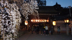 京都平野神社の桜