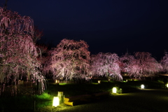 鈴鹿の森庭園　ライトアップ