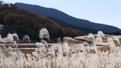 曽爾高原