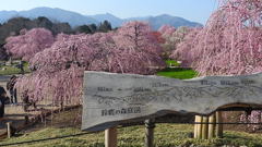 鈴鹿の森庭園