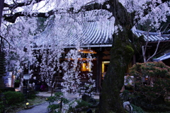 専称寺のしだれ桜