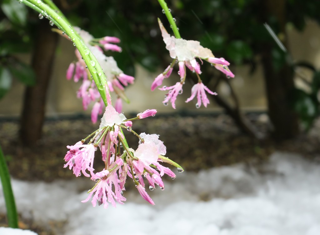 我が家の初雪２