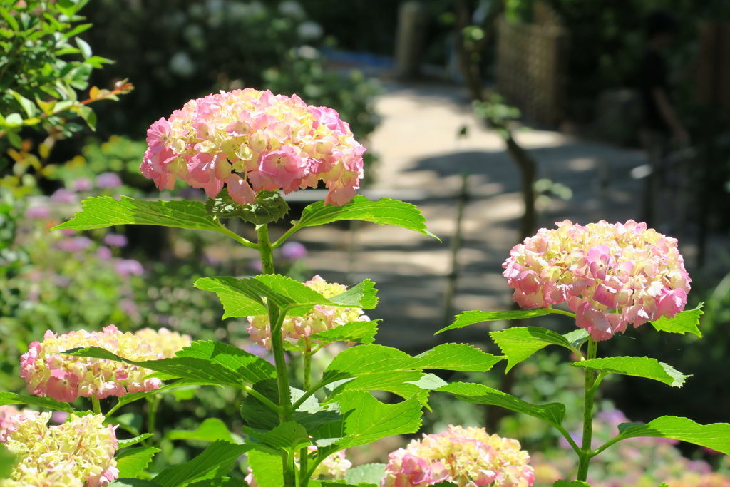 紫陽花