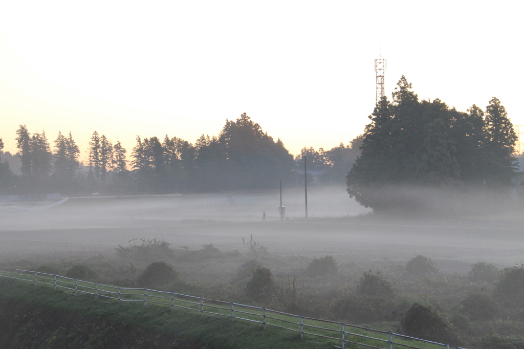 野良の朝霧