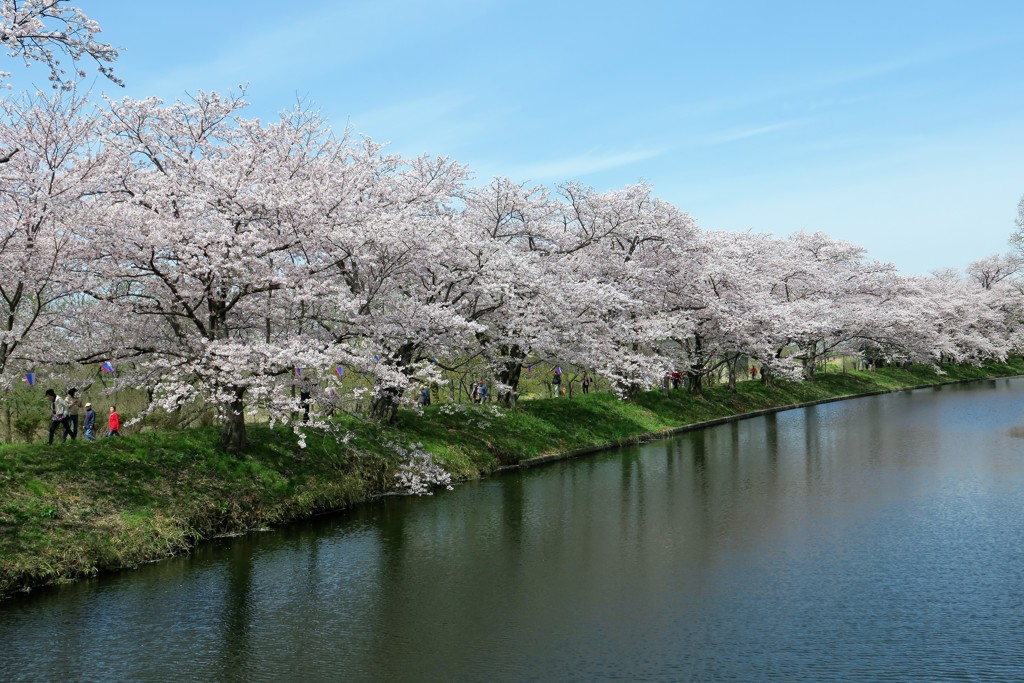 福岡堰の桜