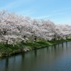 福岡堰の桜