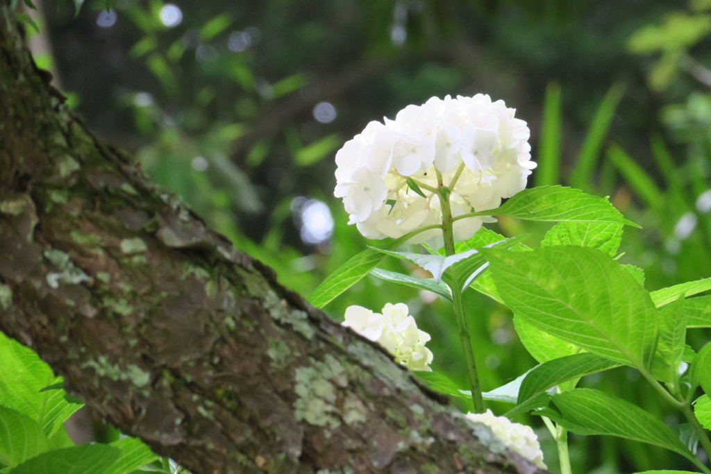 紫陽花の季節５