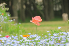 ひなげしの花