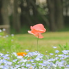 ひなげしの花