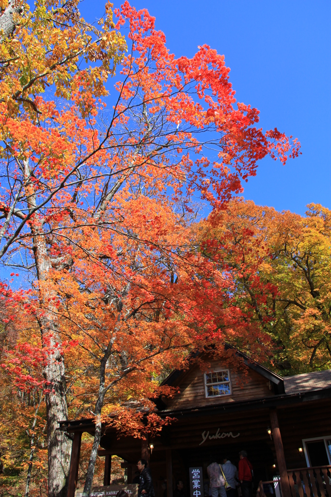 紅葉の季節