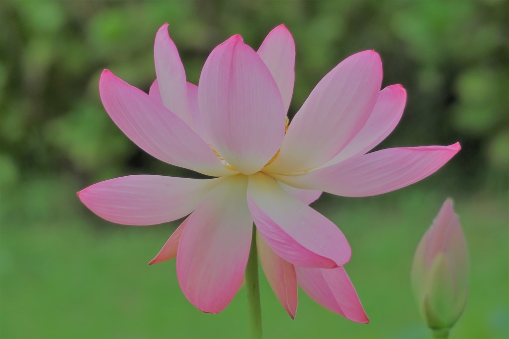 蓮の花１