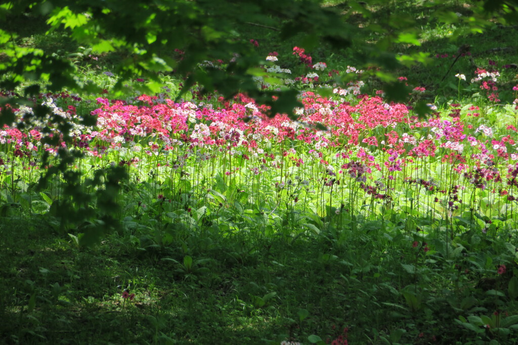 初夏の奥日光２