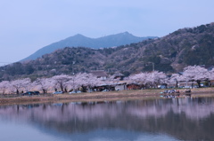 北条大池の春