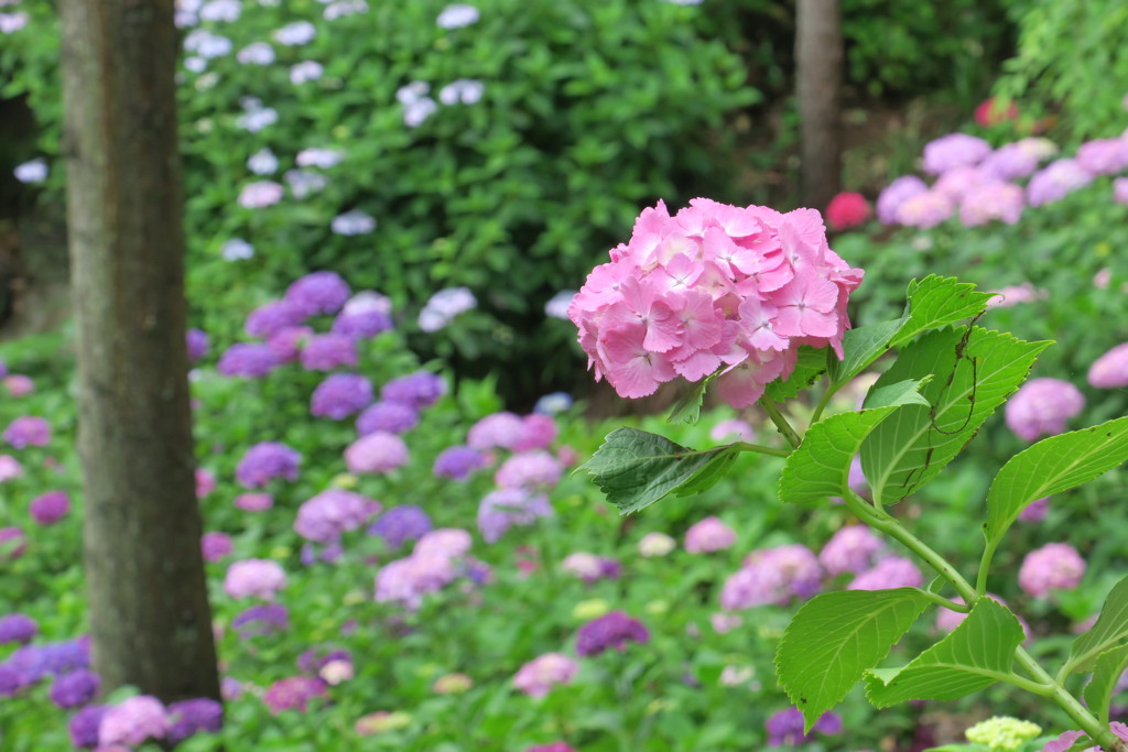 紫陽花の季節４