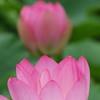 蓮の花２