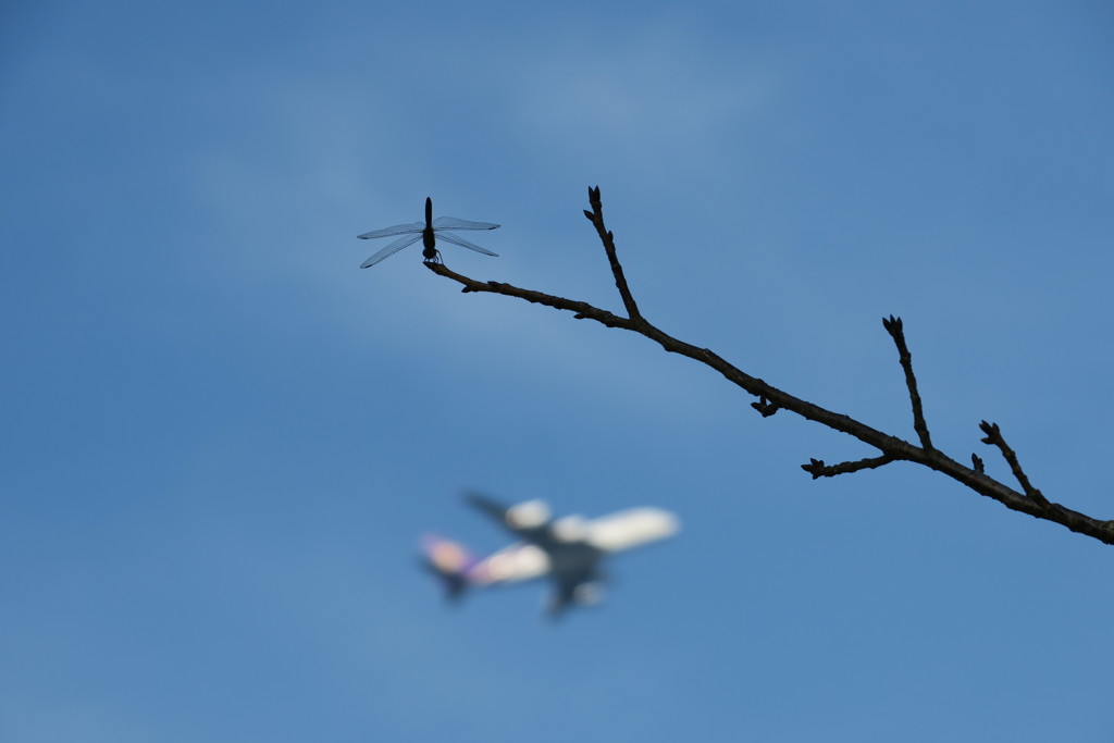 秋の空
