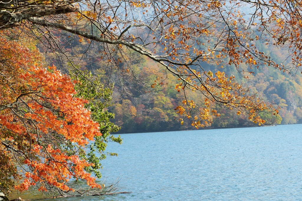 千手ケ浜の紅葉２
