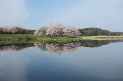 岡堰の桜