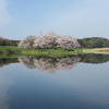 岡堰の桜