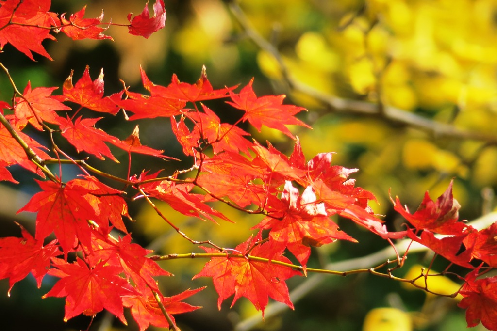 大平山の紅葉３