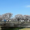 福岡堰の春