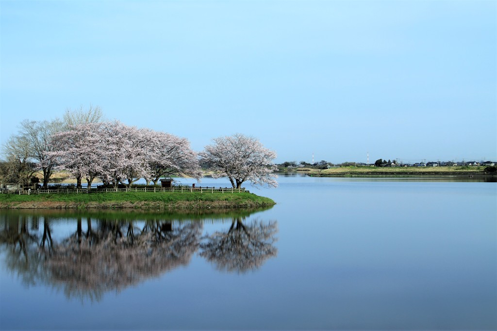 岡堰の桜