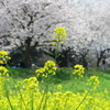 咲き誇る花の競演
