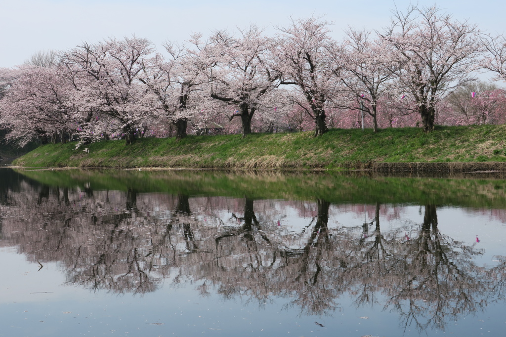 桜咲く福岡堰の春