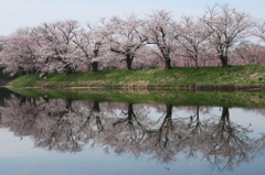 桜咲く福岡堰の春