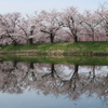 桜咲く福岡堰の春