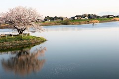 水面に映える岡堰の桜