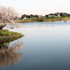 水面に映える岡堰の桜