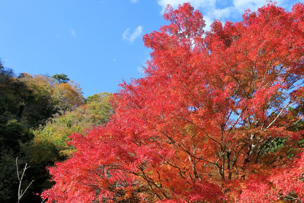 紅葉