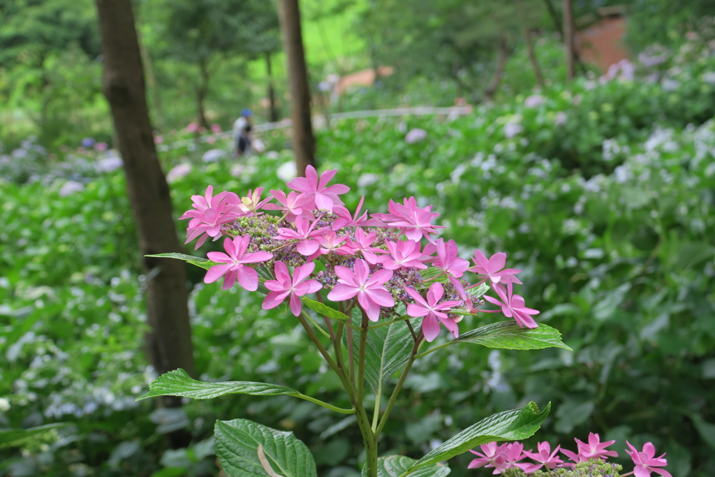 紫陽花の季節３