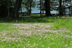 湖畔の草花