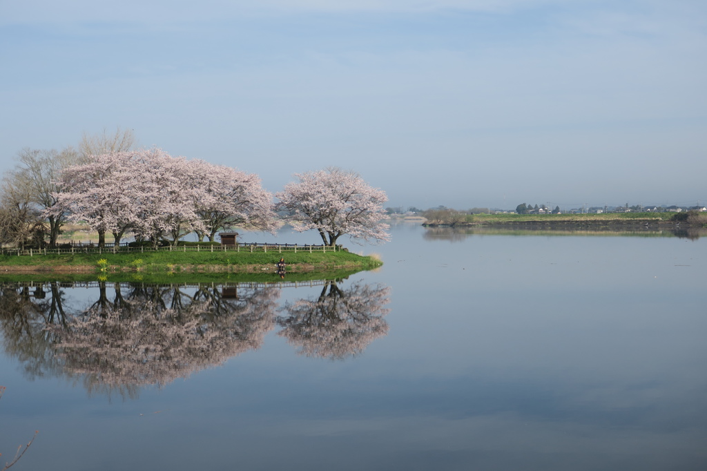 岡堰の桜