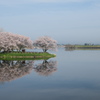 岡堰の桜